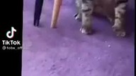 im realy 1 cat