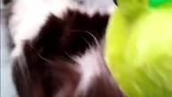 #shorts Will my cat survive the giant frog attack?  #catvsfrog #shock #shorts