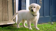Pup Academy s01e05 Pl