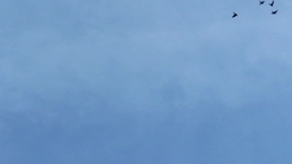 Z oblotu jak z lotu 8:00 poranny oblot #birds #pigeon #fus #golebie #oblot #loty #pocztowe
