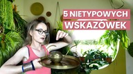 5 NIEZWYKŁYCH Porad.  Jak dbać o rośliny domowe w ciągu lata