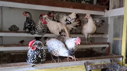 Posmarowałem kurom pazury końską maścią * Segregacja * 21. 03. 2026 #chickens #hens