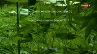 Marihuana nowy biznes.  dok.  lektor.pl