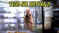 Wycinek z życia HODOWLI, te pająki się nie nudziły!