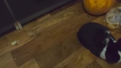 Myślałem, że to dynia królik miał inny plan 