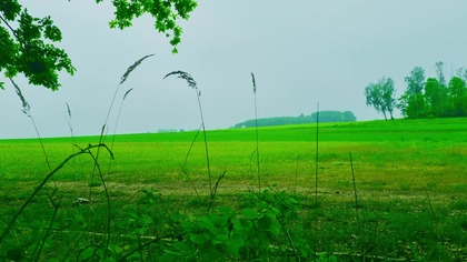 4K Rain Sounds Relaxation Among Green Fields