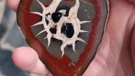 Septaria z Maroka to niezwykle interesujący okaz geologiczny, który przyciąga uwagę swoim wyglądem