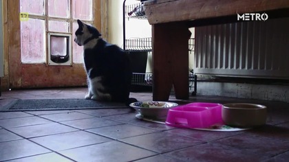 Cats of Claw Hill - S01E06 - Strawa dla umysłu (lektor PL)