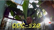 Reupload -Odc 520-Czy warto uprawiać rośliny egzotyczne w Polsce ? (Klimat się ociepla)Ogólnie.