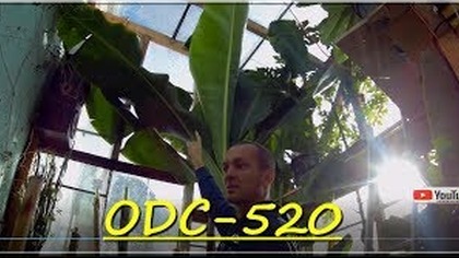 Reupload -Odc 520-Czy warto uprawiać rośliny egzotyczne w Polsce ? (Klimat się ociepla)Ogólnie.