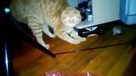 Wkurzony Kot! No No No No No!