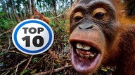 Top 10 Naj | Niezwykłe zwierzęta #6 - Zadziwiające ciekawostki