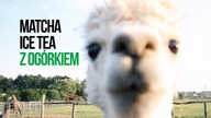 Przepis na Matcha Ice Tea z ogórkiem. Czajnikowy.pl
