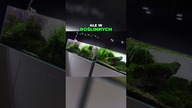 Sekrety idealnego akwarium #AquaPlant #akwarium #aquascape #akwarystyka