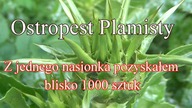 Cudowne rozmnożenie ostropestu.  Z jednego nasionka blisko 1000