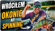WRÓCIŁEM // okonie latem na spinning // 2026