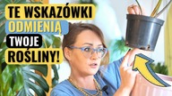 6 wskazówek co zrobić, żeby ROŚLINY domowe zdrowo dotrwały do wiosny