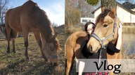 Wiosna w stajni!