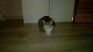 Lisia z Kosmosu Theatrum Illuminatum