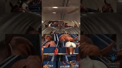 KONIE OLIMPIJSKIE PODRÓŻUJĄ W WYJĄTKOWYCH WARUNKACH