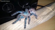 Unpacking 2x Avicularia versicolor