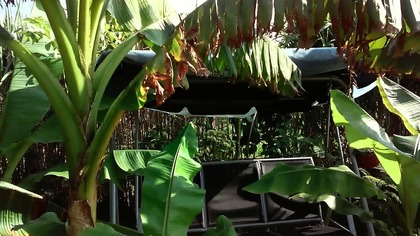 lg l70 video test 1080p HD Bananas in Poland