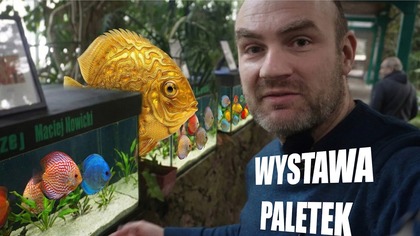 Wystawa dyskowców , paletek w Palmiarni  2026 .