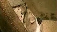 Vie secrète de Tifoune la fouine (France 5, Docu)