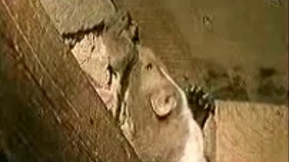 Vie secr&egrave;te de Tifoune la fouine (France 5, Docu)