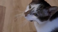 Cute cat 