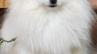 a furry dog for a pet lover