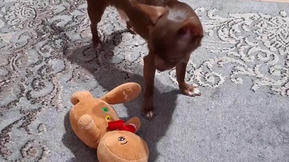 Tolek vs Ciastek #chihuahua