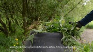 Jak zrobić gnoj&oacute;wkę, naturalny naw&oacute;z z pokrzyw