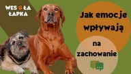 Jak emocje wpływają na zachowanie