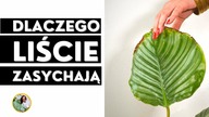 Dlaczego liście kalatei zasychają, opadają ?