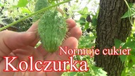 Roślina uznana za inwazyjną przez system.