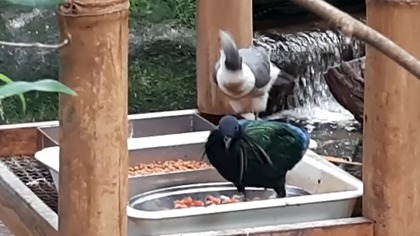 Nicobar Pigeon & Black-Faced Myna  #zoo #warsaw