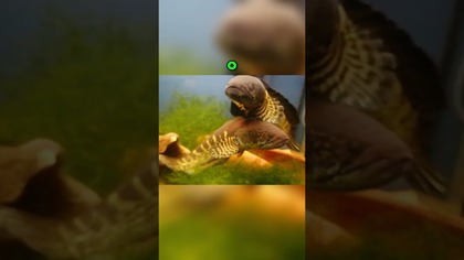 Narybek zjada ikrę? Szokujące zachowanie! 