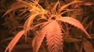 Pralnia okazała się być największą plantacją marihuany w Polsce 10tys krzewów (2010 rok)