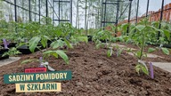 Sadzimy pomidory w szklarni.  Jakie odmiany pomidorów wybraliśmy?