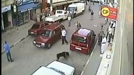 Pittbull atakuje