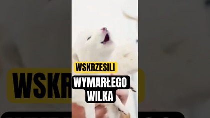 Wskrzesili wymarłego wilka?