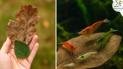 Naturalny pokarm do akwarium  za darmo!  Pokarm dla krewetek i ryb