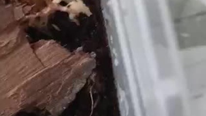 Poratia sp.  A tiny millipede 