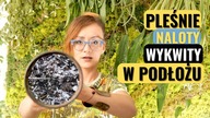 Naloty, wykwity, plesnie na ziemi, podłozu.  Jak sie ich pozbyc ?