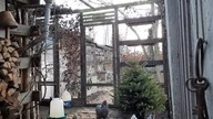 Chickens eat apples * Kury jedzą jabłka.  01 styczeń 2023