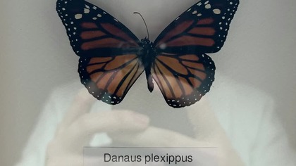 Butterfly Animation (January 2025)