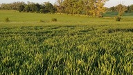 Zając