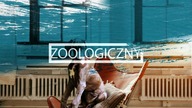 Śmieszne Psy Kompilacja zdjęć