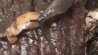 Black slug survived 